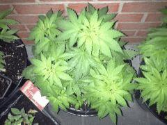 Session Out Early Skunk - C+58 - 3
