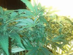 Scrog Early Skunk - CRO+56 - PréFlo+8 - FLO+16 - Des pompons