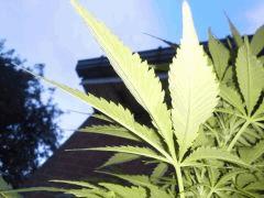 Early Skunk Outdoor 2013
