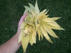 Early Skunk Outdoor 2013