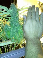 Scrog Indoor - CRO+56 - PréFlo+8 - FLO+77