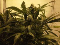 Scrog Early Skunk CRO+56 - PréFlo+8 - FLO+28 - Les buds