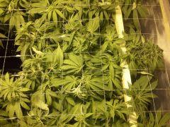 Scrog Early Skunk - F+1 - 3
