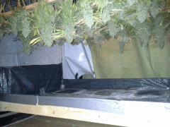 Scrog Indoor - CRO+56 - PréFlo+8 - FLO+81 - CUT