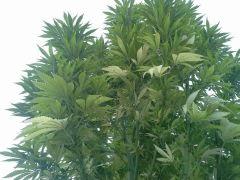 Early Skunk Outdoor 2013