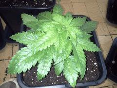 Early Skunk 11 litres - 4