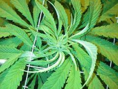Scrog Early Skunk - F+1 - 1