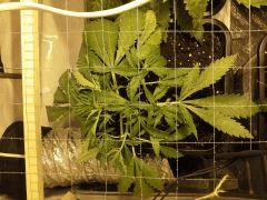 Early Skunk C+32 - 2