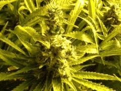 Scrog Early Skunk - CRO+56 - PréFlo+8 - FLO+67