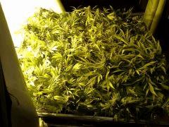 Scrog Early Skunk - CRO+56 - PréFlo+8 - FLO+67