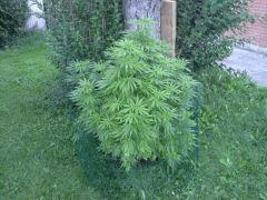 Session Outdoor - Early Skunk CRO+148