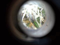 Scrog Early Skunk CRO+56 - PréFlo+8 - FLO+33