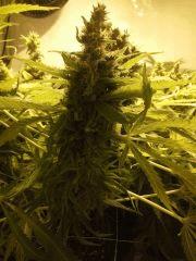 Scrog Early Skunk - CRO+56 - PréFlo+8 - FLO+73