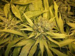 Scrog Early Skunk - CRO+56 - PréFlo+8 - FLO+73