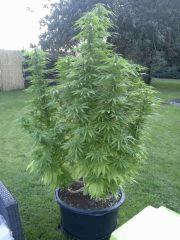 Early Skunk Outdoor 2013