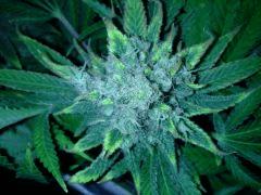 Scrog Early Skunk - CRO+56 - PréFlo+8 - FLO+63