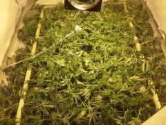 Scrog Early Skunk CRO+56-PréFlo+8-FLO+3