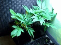 Early Skunk C+30