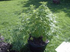 Session outdoor Early Skunk CRO+108
