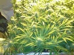 Scrog Early Skunk CRO+56 - PréFlo+8 - FLO+33