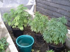 Session Outdoor Early Skunk CRO+91