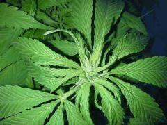 Early Skunk Outdoor 2013