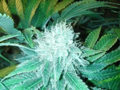 Scrog Early Skunk CRO+56 - PréFlo+8 - FLO+52