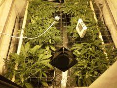 Early Skunk C+37 - Scrog