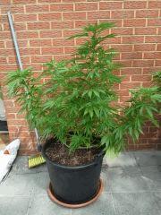 Session Outdoor Early Skunk - CRO+120