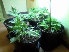 Early Skunk C+38