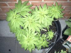 Session Out Early Skunk - C+58 - 4