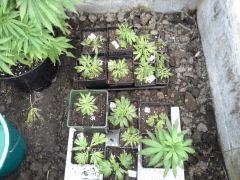 Session Outdoor Early Skunk - les boutz