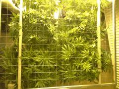 Scrog Early Skunk C+56/Préflo+3 - Avant
