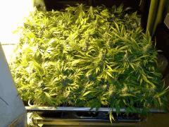 Scrog Early Skunk CRO+56 - PréFlo+8 - FLO+52