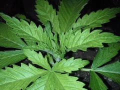 Le plus bel apex d'Early Skunk à C+18