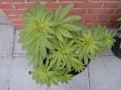 Session Outdoor Early Skunk - CRO+64 - 4