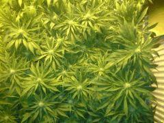 Scrog Early Skunk - CRO+56 - PréFlo+8 - FLO+16 - 3