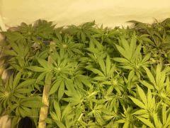 Scrog Early Skunk CRO+56 - PréFlo+8 - FLO+7 - 6