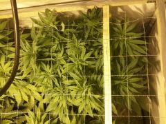Scrog Early Skunk - Cro+56 Préflo-1 - 5