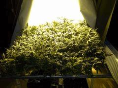 Scrog Early Skunk CRO+56 - PréFlo+8 - FLO+28