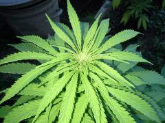 Early Skunk Outdoor 2013