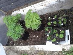 Serre Early Skunk - CRO+69 + boutz