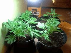 Early Skunk C+38