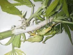 Session Outdoor - Early Skunk CRO+135 FLO+16 - MALADIE