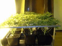 Scrog Early Skunk - CRO+56 - PréFlo+8 - FLO+16