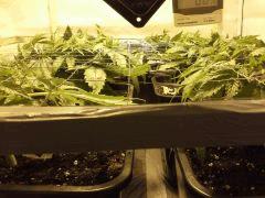 Early Skunk C+32 - Mise en place du scrog