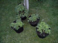 Session Out Early Skunk - Cro+49