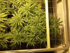 Scrog Early Skunk - Cro+56 Préflo-1 - 1
