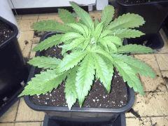 Early Skunk 11 litres - 2