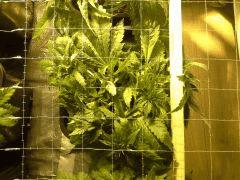 Early Skunk C+34 - 3